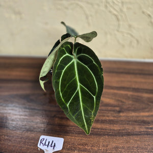 #R44 Dark Anthurium Crystallinum x