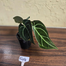 Load image into Gallery viewer, #R44 Dark Anthurium Crystallinum x