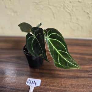 #R44 Dark Anthurium Crystallinum x