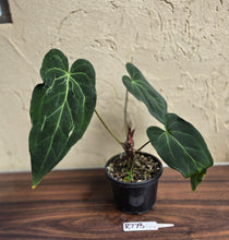 Load image into Gallery viewer, #R773 Long, Narrow Anthurium NOID