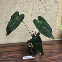 Load image into Gallery viewer, #R773 Long, Narrow Anthurium NOID