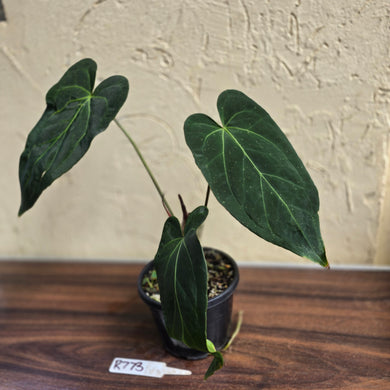 #R773 Long, Narrow Anthurium NOID