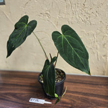 Load image into Gallery viewer, #R773 Long, Narrow Anthurium NOID