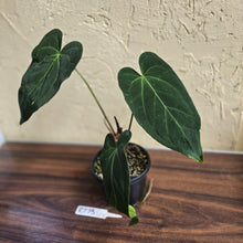 Load image into Gallery viewer, #R773 Long, Narrow Anthurium NOID