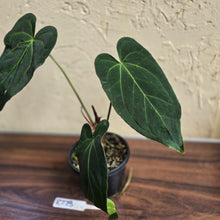 Load image into Gallery viewer, #R773 Long, Narrow Anthurium NOID