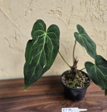 Load image into Gallery viewer, #R773 Long, Narrow Anthurium NOID