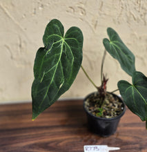 Load image into Gallery viewer, #R773 Long, Narrow Anthurium NOID