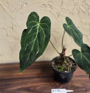 #R773 Long, Narrow Anthurium NOID