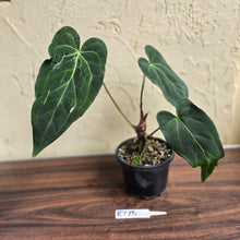 Load image into Gallery viewer, #R773 Long, Narrow Anthurium NOID