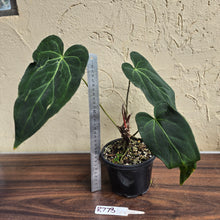 Load image into Gallery viewer, #R773 Long, Narrow Anthurium NOID