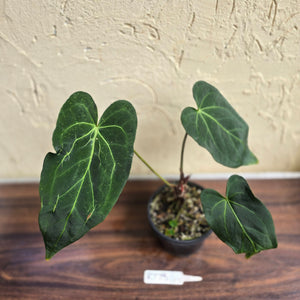 #R773 Long, Narrow Anthurium NOID