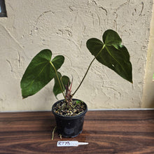 Load image into Gallery viewer, #R773 Long, Narrow Anthurium NOID