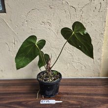Load image into Gallery viewer, #R773 Long, Narrow Anthurium NOID