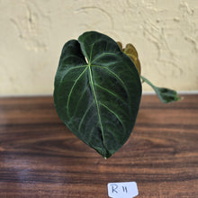 Load image into Gallery viewer, #R11 Dark Anthurium NOID - With 3 x Pups