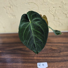 Load image into Gallery viewer, #R11 Dark Anthurium NOID - With 3 x Pups