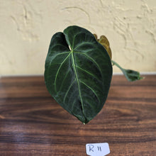 Load image into Gallery viewer, #R11 Dark Anthurium NOID - With 3 x Pups