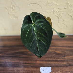 #R11 Dark Anthurium NOID - With 3 x Pups