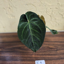Load image into Gallery viewer, #R11 Dark Anthurium NOID - With 3 x Pups