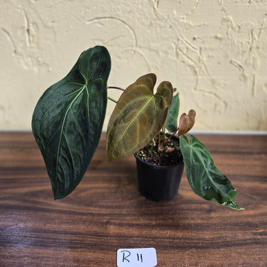 #R11 Dark Anthurium NOID - With 3 x Pups