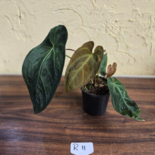 Load image into Gallery viewer, #R11 Dark Anthurium NOID - With 3 x Pups