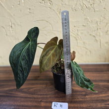 Load image into Gallery viewer, #R11 Dark Anthurium NOID - With 3 x Pups