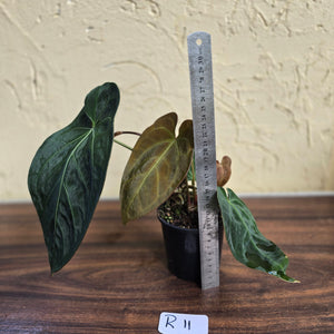 #R11 Dark Anthurium NOID - With 3 x Pups