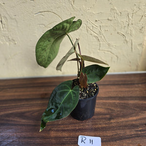 #R11 Dark Anthurium NOID - With 3 x Pups
