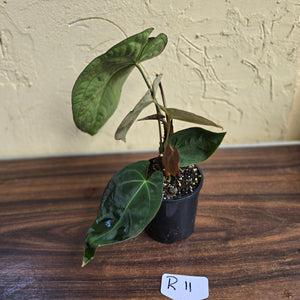 #R11 Dark Anthurium NOID - With 3 x Pups