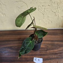 Load image into Gallery viewer, #R11 Dark Anthurium NOID - With 3 x Pups