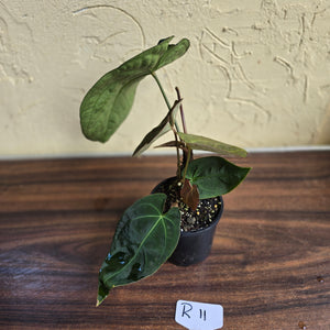 #R11 Dark Anthurium NOID - With 3 x Pups
