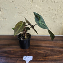 Load image into Gallery viewer, #R11 Dark Anthurium NOID - With 3 x Pups