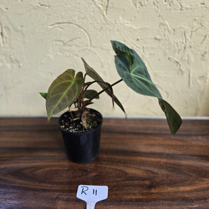 #R11 Dark Anthurium NOID - With 3 x Pups