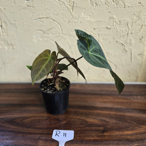 #R11 Dark Anthurium NOID - With 3 x Pups