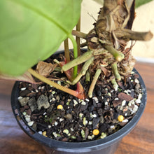 Load image into Gallery viewer, #R11 Dark Anthurium NOID - With 3 x Pups