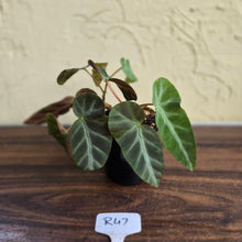 Load image into Gallery viewer, #R47 Begonia Grey Feather