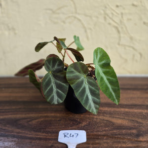#R47 Begonia Grey Feather