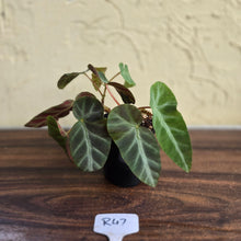 Load image into Gallery viewer, #R47 Begonia Grey Feather