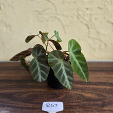 Load image into Gallery viewer, #R47 Begonia Grey Feather