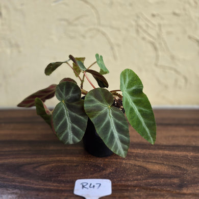 #R47 Begonia Grey Feather