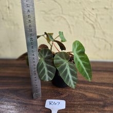 Load image into Gallery viewer, #R47 Begonia Grey Feather