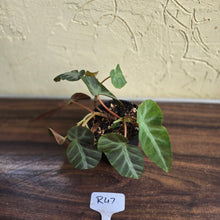 Load image into Gallery viewer, #R47 Begonia Grey Feather