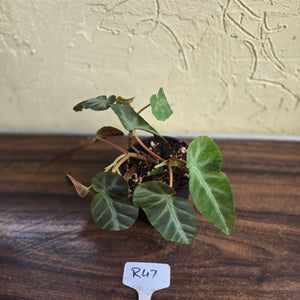#R47 Begonia Grey Feather