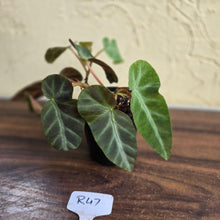 Load image into Gallery viewer, #R47 Begonia Grey Feather