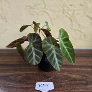 #R47 Begonia Grey Feather