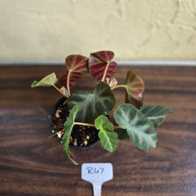 Load image into Gallery viewer, #R47 Begonia Grey Feather