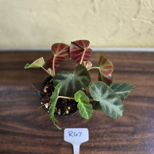 #R47 Begonia Grey Feather