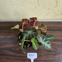 Load image into Gallery viewer, #R47 Begonia Grey Feather