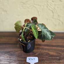 Load image into Gallery viewer, #R47 Begonia Grey Feather