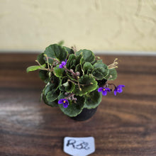 Load image into Gallery viewer, #R32 African Violet &#39;Dolly Dimples&#39;