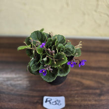 Load image into Gallery viewer, #R32 African Violet &#39;Dolly Dimples&#39;
